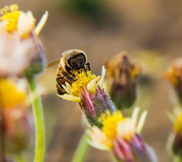 IVA do mel: Qual a taxa de IVA aplicável ao mel e ao pólen de abelha?
